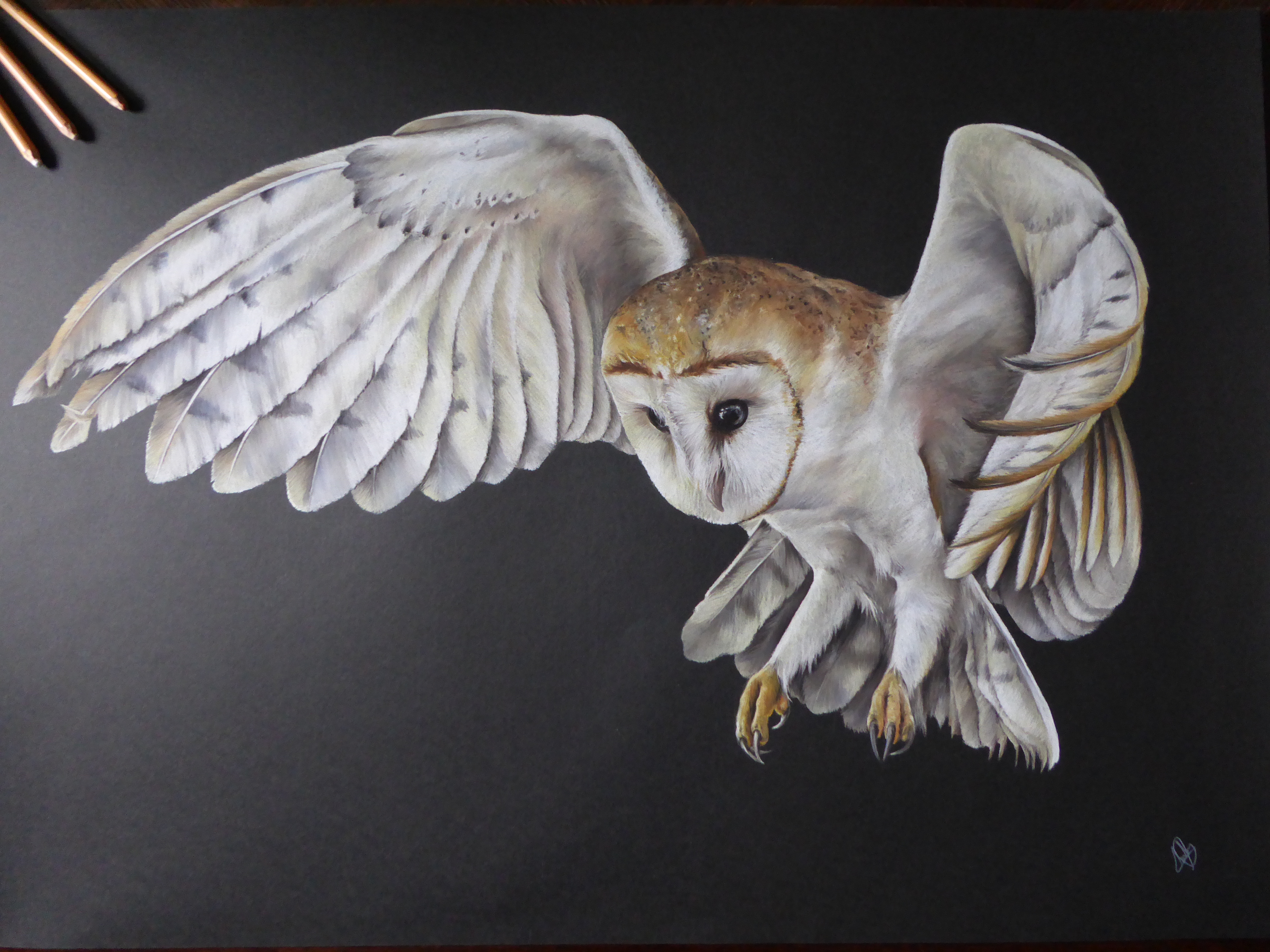 Effraie des Clochers